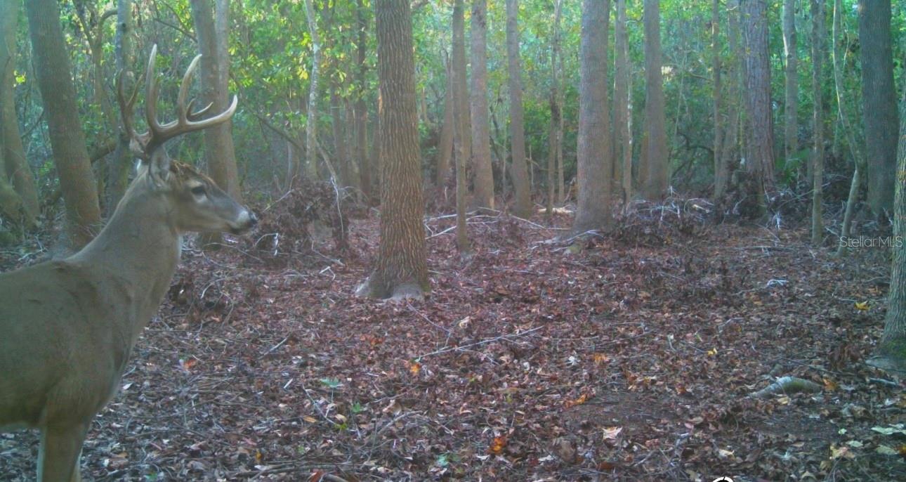 game cam pics