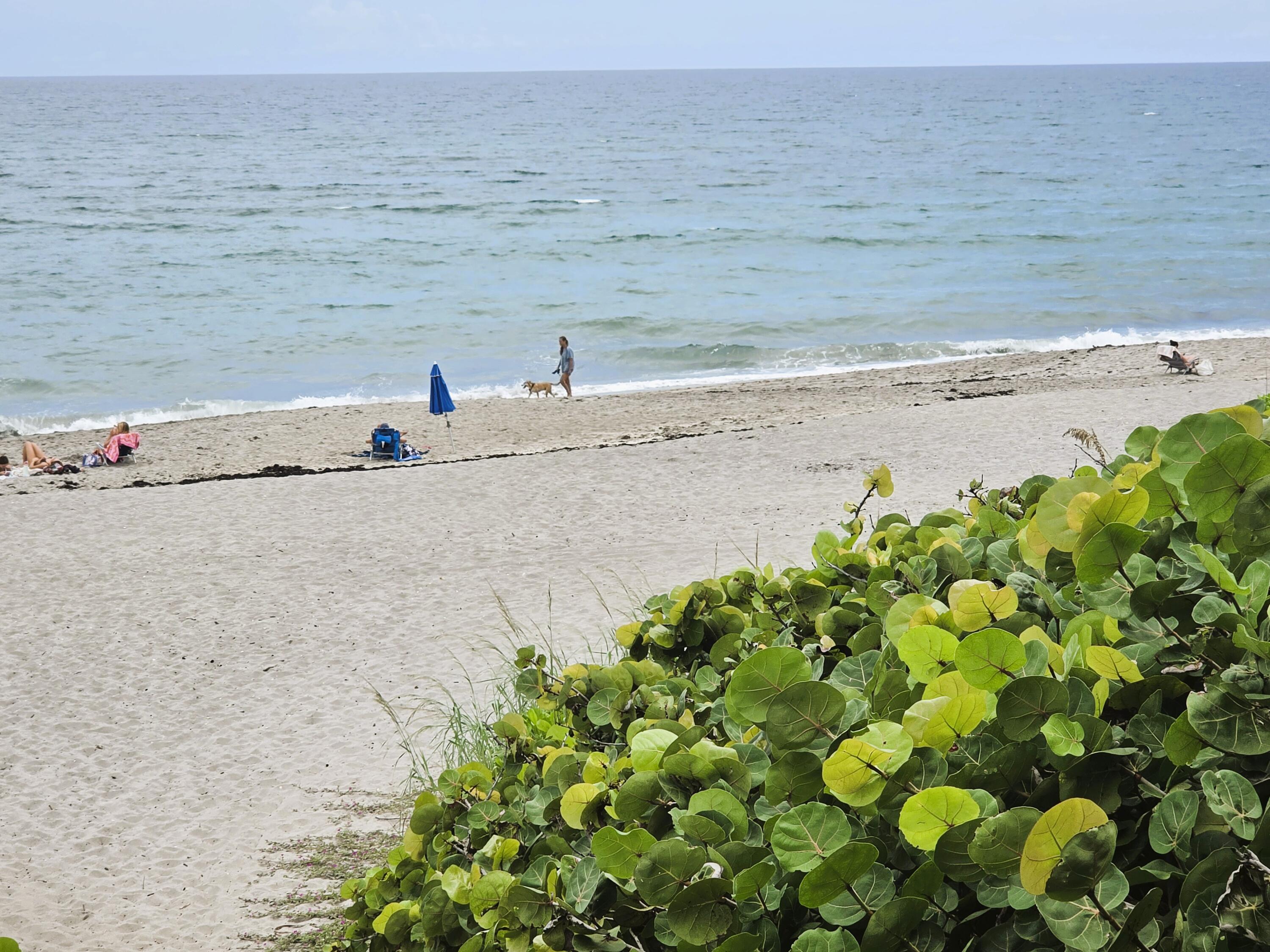 Dog friendly beach