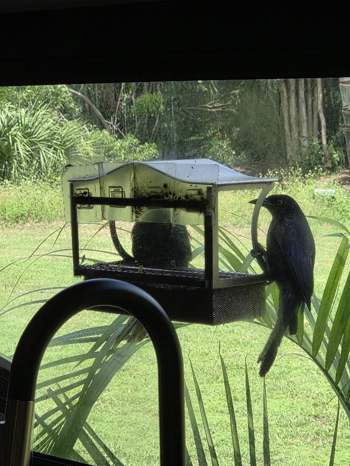 RV: Window bird feeders