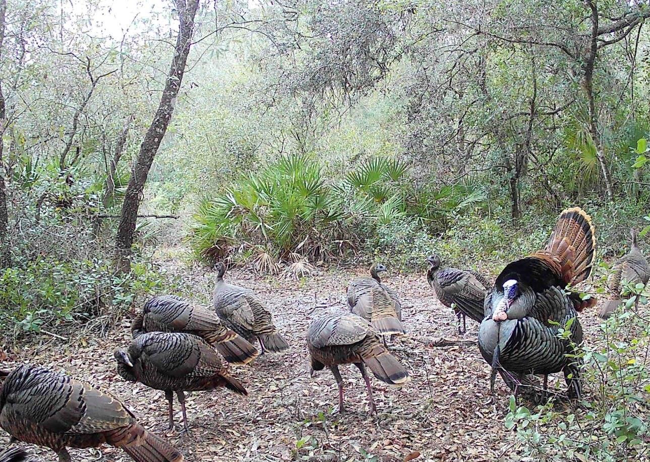 game cam pics